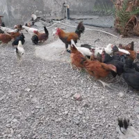 مرغ محلی|حیوانات مزرعه|منوجان, |دیوار