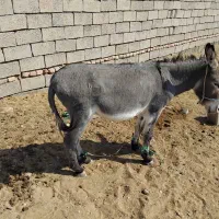 نر خر فروشی|حیوانات مزرعه|سده (خراسان جنوبی), |دیوار