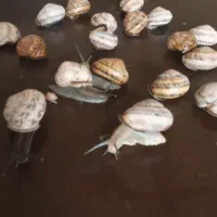 حلزون|خزنده|تهران, دولاب|دیوار