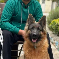 سگ ژرمن شپرد ماده موبلند