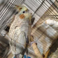 عروس هلندی ماده دون خور آماده برای دستی شدن|پرنده|تهران, منیریه|دیوار