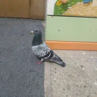 7عدد کفتر شهرستانی مسافتی