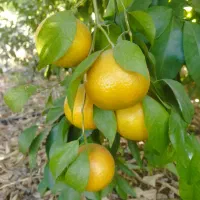 نارنگی(خارو)