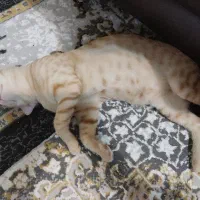 گربه dsh|گربه|اهواز, کمپلو شمالی|دیوار