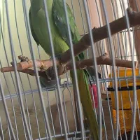 طوطی ملنگو ماده آماده (فروش و معاوضه)|پرنده|تهران, آرارات|دیوار