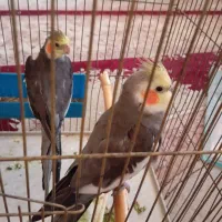 عروس هلندی سخنگو