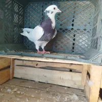 کبوتر