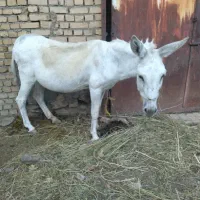 خر فروشی درحد نو