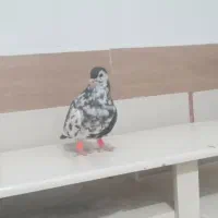 کبوتررنگه نرسیده افسون