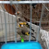 ۴ عدد سهره ۳عدد نر ۱ عدد ماده جوجه قفس|پرنده|وحیدیه, |دیوار