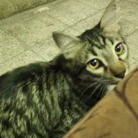 واگذاری گربه