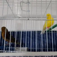 یک جفت قناری