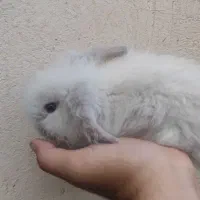 توله خرگوش لوپ