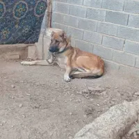 توله سرابی ۷ماه