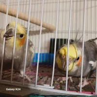 عروس هلندی جفت مولد بالغ سخنگو همراه قفس