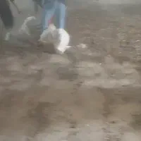 کودمرغی|خدمات باغبانی و درختکاری|سرپل ذهاب, |دیوار