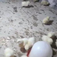 جوجه گوشتی