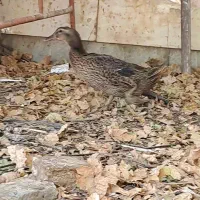 غاز|حیوانات مزرعه|محلات, |دیوار