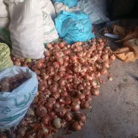 پیاززردفلات