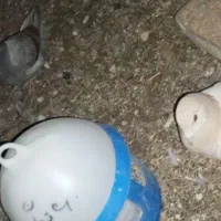 فروشی کبوتر