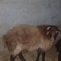 بره هترو|حیوانات مزرعه|جغتای, |دیوار