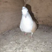 کفتر یا کبوتر|پرنده|قم, ولیعصر|دیوار