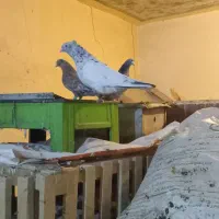 سینه کوهی درسوسنگرد|پرنده|اهواز, امانیه|دیوار