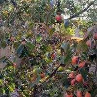 فروش ویلایی خاک سفید