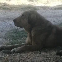 سگ پژدر نر|سگ|شاهین دژ, |دیوار