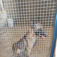 مالینیوز ماده دو ساله