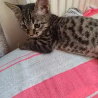 واگذاری گربه|گربه|صدرا-فارس, فاز ۲|دیوار