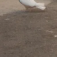 کفتر ابلغ تیک پاره