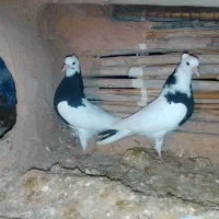 طوق|پرنده|زاگرس, |دیوار