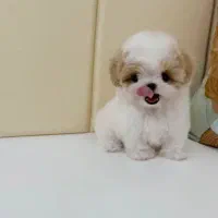 هاپو کاراملی پودلی