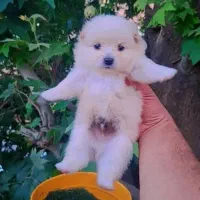 توله سگ فنجونی عروسکی فقط ۳۵۰۰