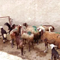 7عدد میش و بره