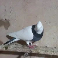 کبوتر گرفته|حیوانات|کرمانشاه, |دیوار