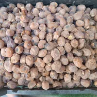 خرمای نخل خانگی برحی|حراج|شادگان, |دیوار