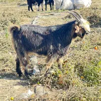 کهره نر|حیوانات مزرعه|درودزن, |دیوار