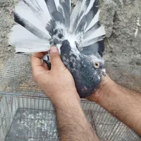 کبوتر پرشی|پرنده|اصفهان, سلطان‌آباد|دیوار