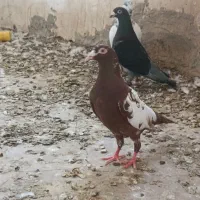کفتر میولمنز سرخ ماده