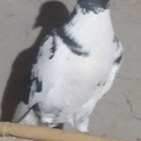 چند جفت نروماده المانی