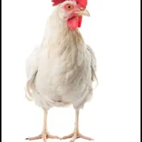 مرغ تخم گذارسفید