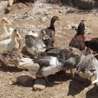 غاز و اردک|حیوانات مزرعه|تربت جام, میان جام|دیوار