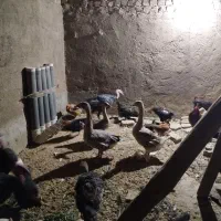 فروش مرغ و خروس