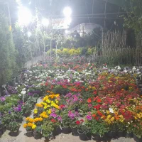 باغبانی و کاشت گل و گیاه درمنزل وباغ شما