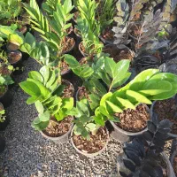 زموفولیا بلک و سبز