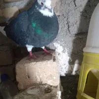 کبوتر|پرنده|سامن, |دیوار