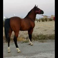 سیلمی دو سر چاپار|اسب و تجهیزات اسب‌سواری|شیراز, آزادی|دیوار