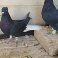 رنگی وسیاهپوش|پرنده|محمدیه-قزوین, |دیوار